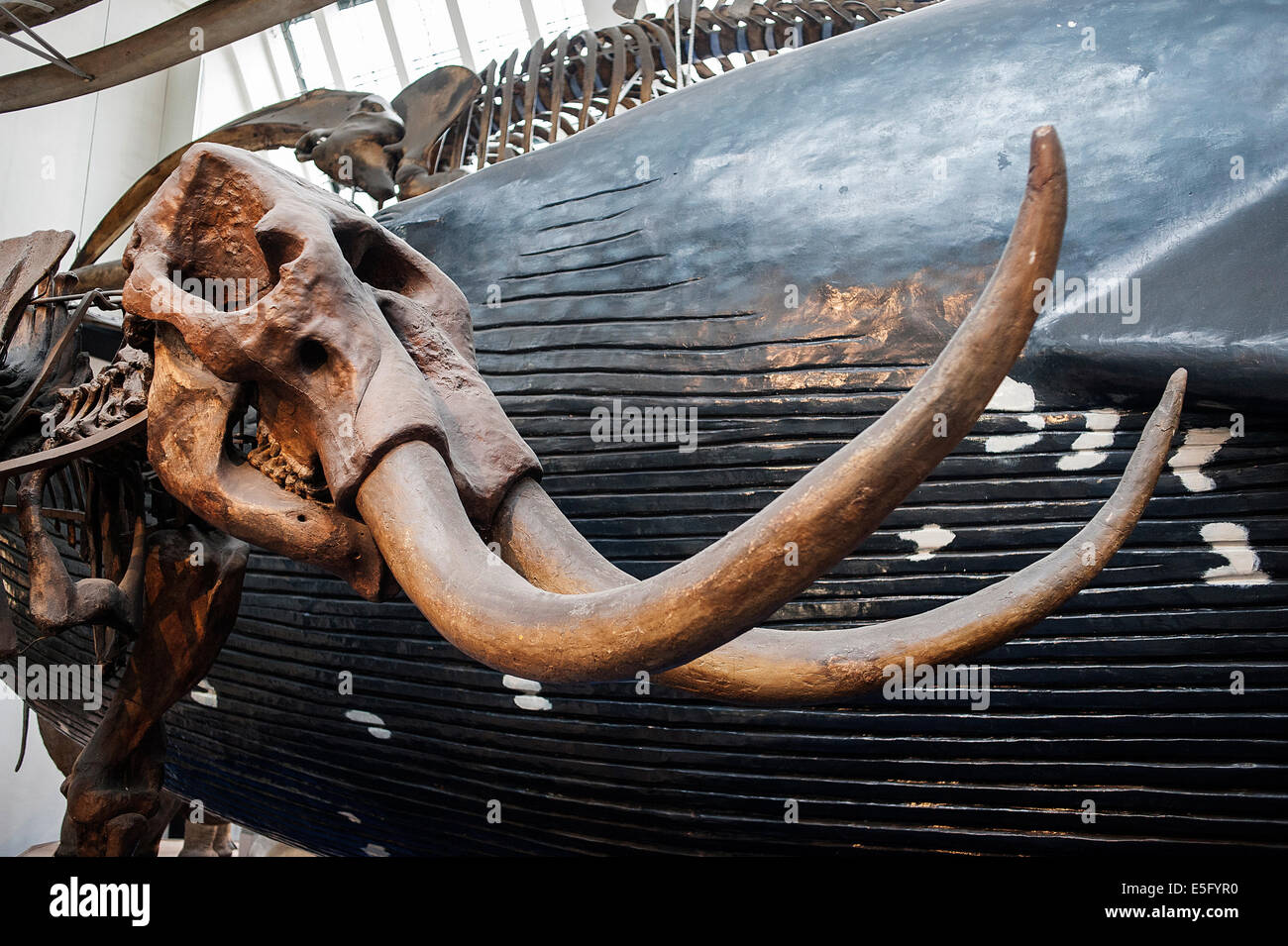 Skelett eines ausgestorbenen Säugetier riesigen Boden Faultier Megatherium americanum Stockfoto