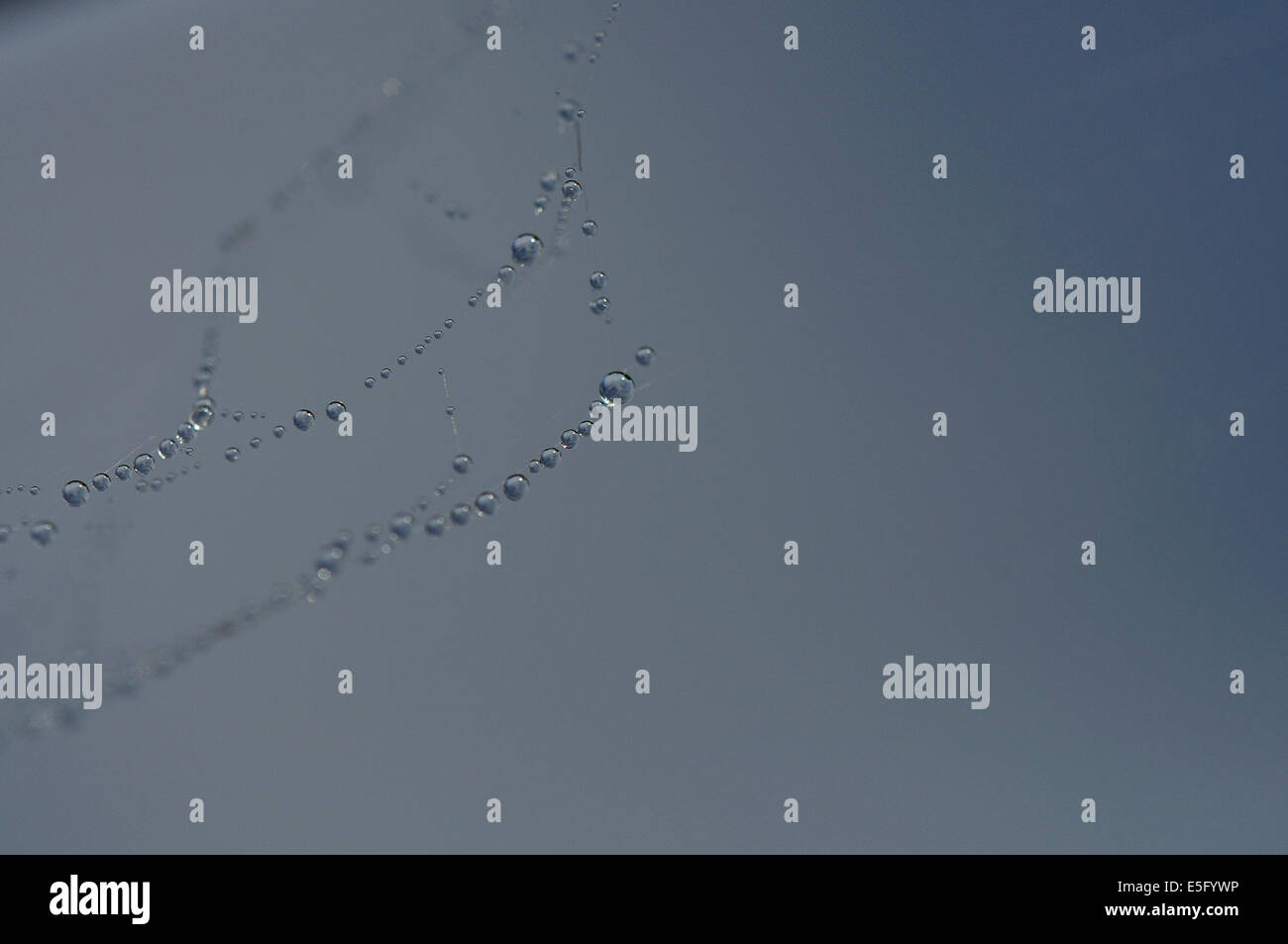 Frische n Tau Stockfoto