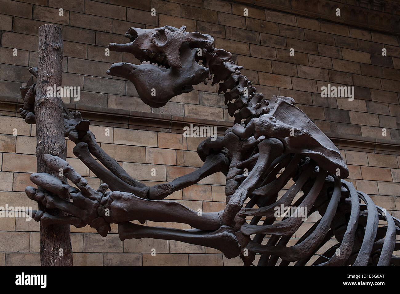 Riesige Boden Faultier Megatherium Americanum, Säugetierarten ausgestorben Stockfoto