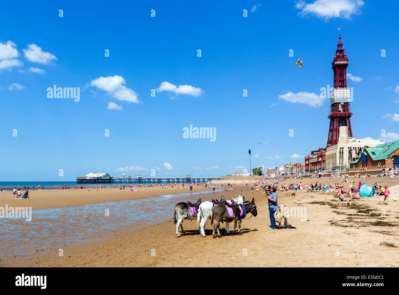 Eselreiten am Strand mit Blick auf North Pier und Blackpool Tower, The Golden Mile, Blackpool, Lancashire, UK Stockfoto