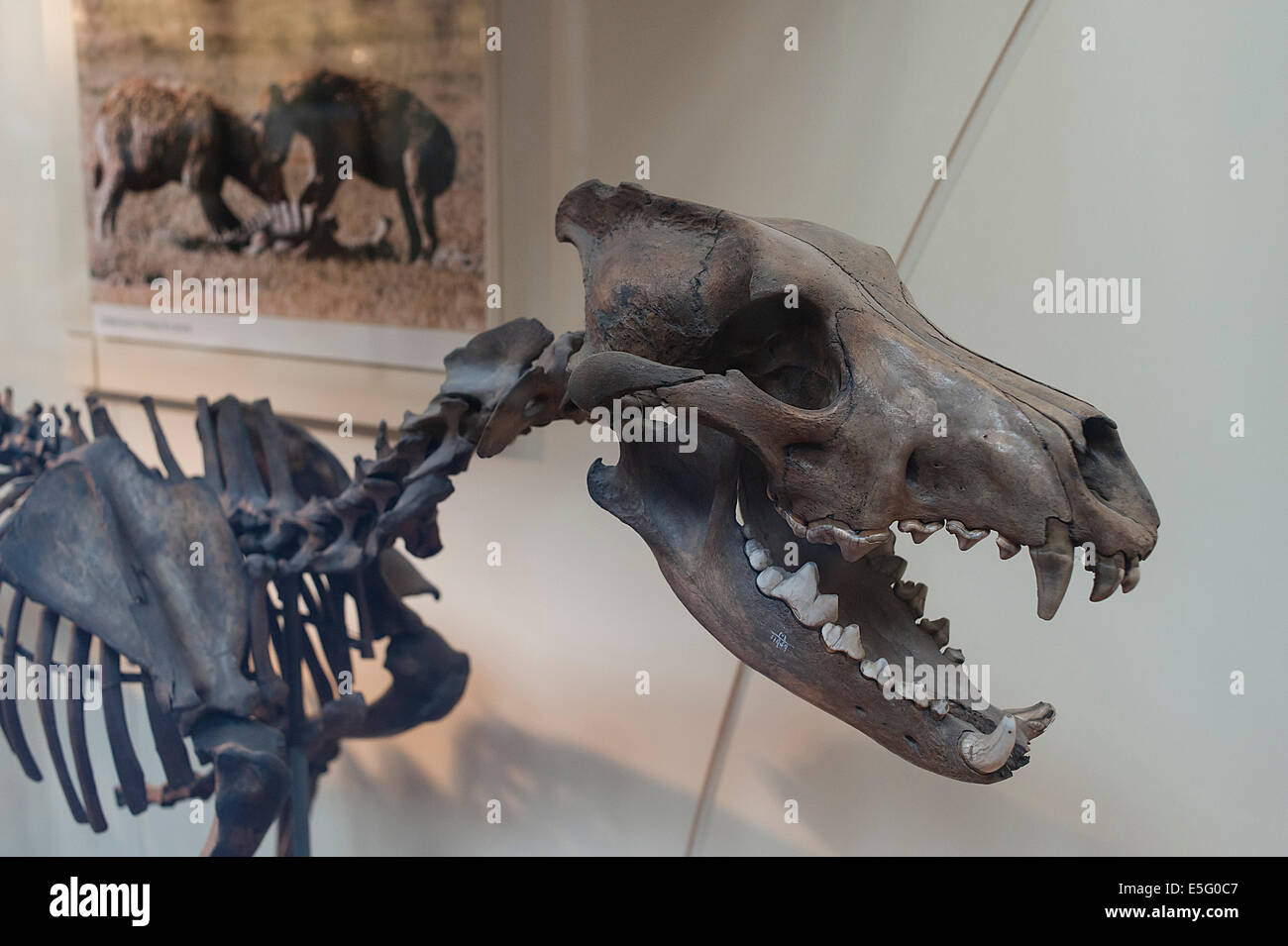 Skelett eines ausgestorbenen Fleischfresser Dire Wolf Canis Dirus, Pleistozän Stockfoto