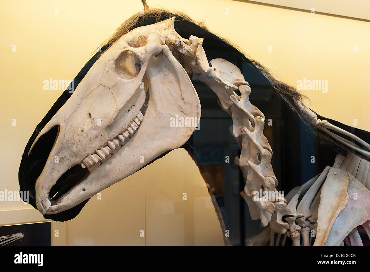 Skelett eines modernen Pferd Equus Ferus, Equiden, Säugetier Stockfoto