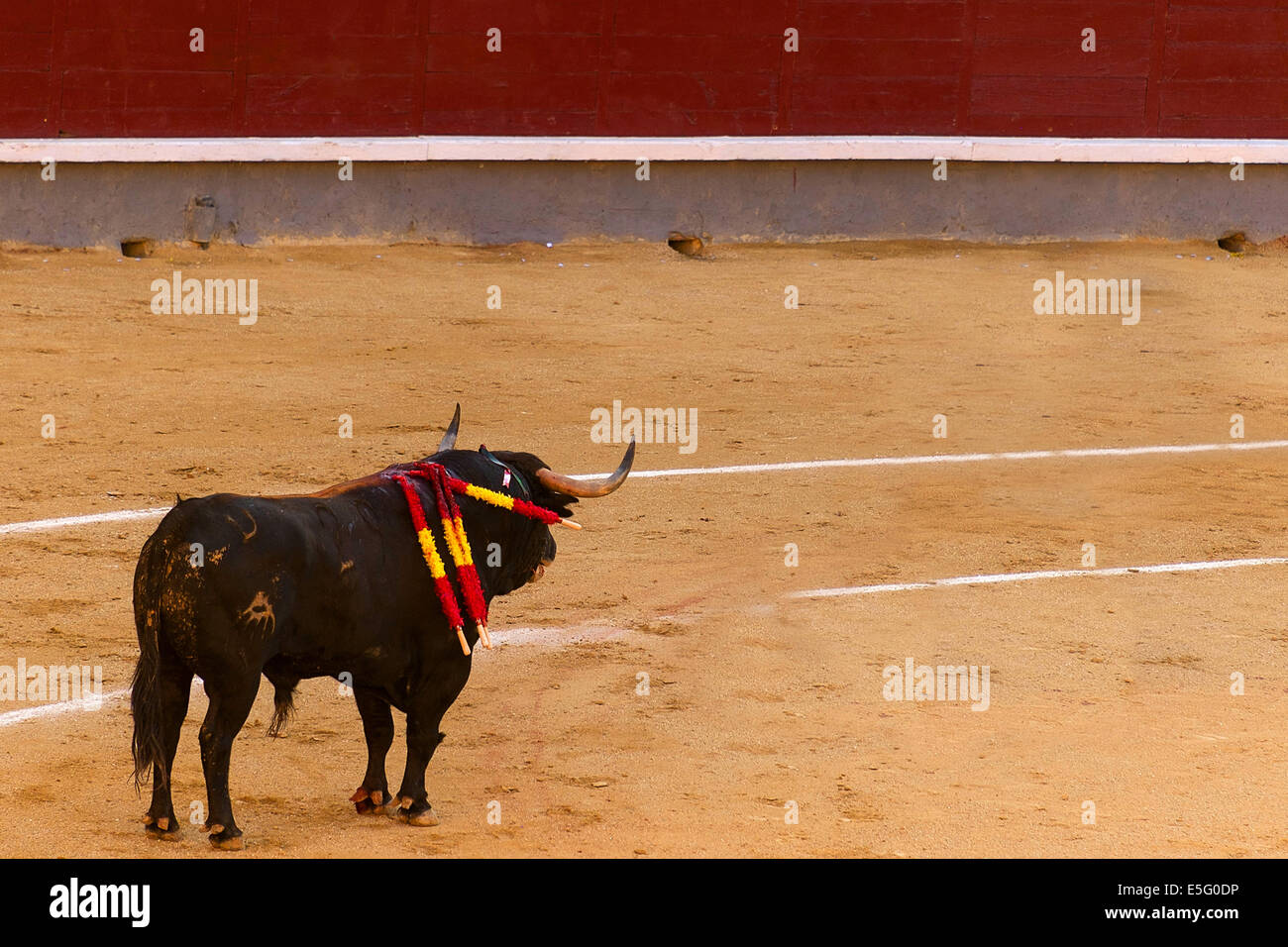 Ein Stier in einem typischen spanischen Stierkampf Stockfoto