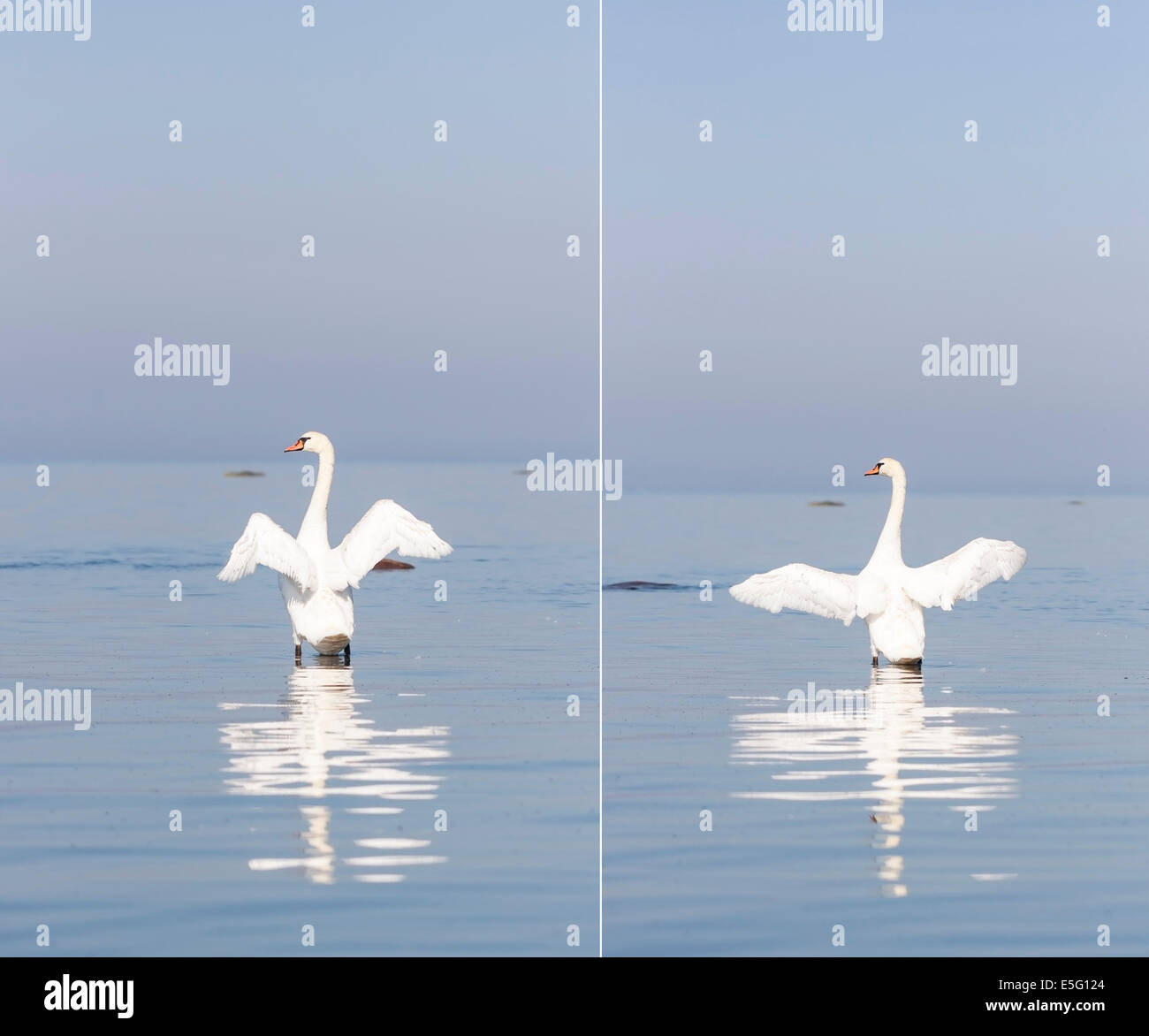 Weisser Schwan Flügel breit öffnen steht im Meer Stockfoto