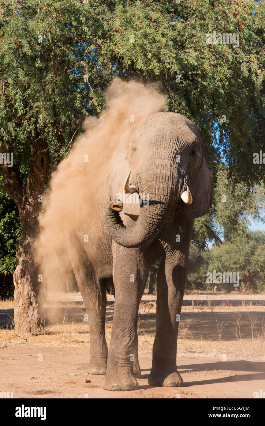 Afrikanischer Elefant Staub baden Stockfoto