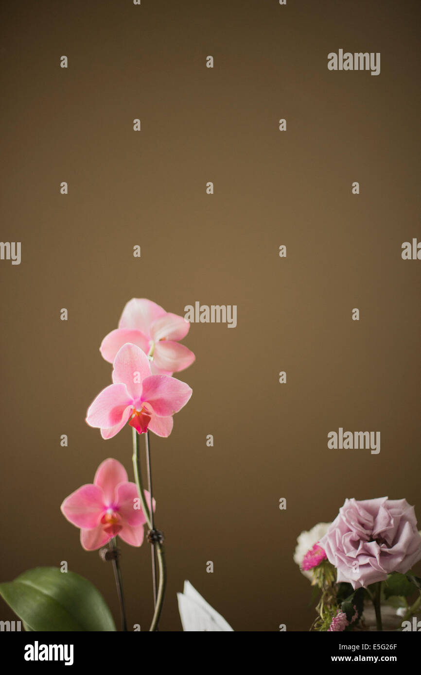 Rosa Blumen auf braunem Hintergrund Stockfoto
