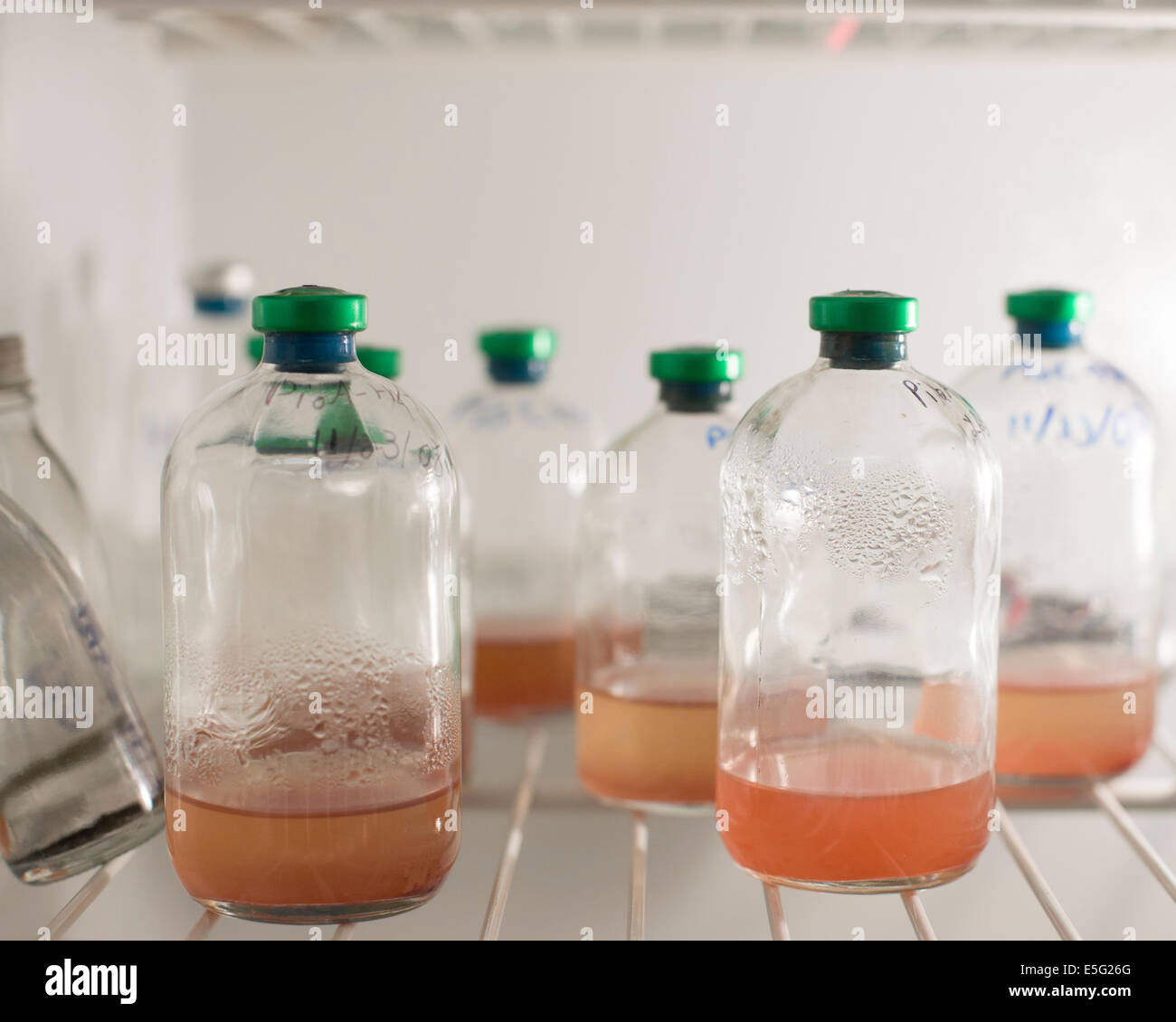 Flaschen mit Flüssigkeit im Labor Kühlschrank Stockfoto