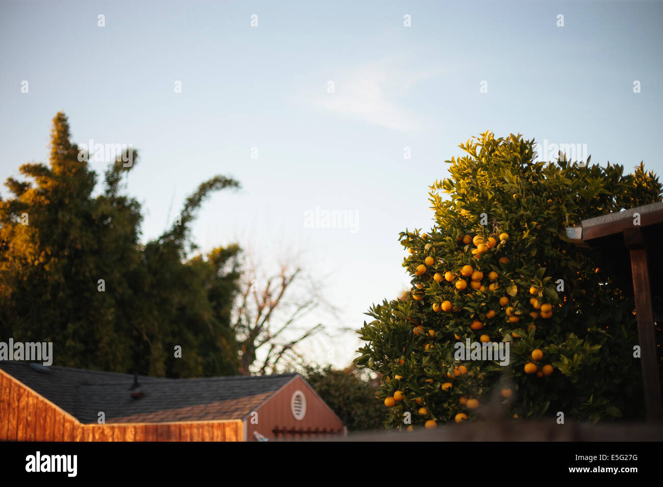 Blick von unterhalb der Orangenbaum und Haus Stockfoto