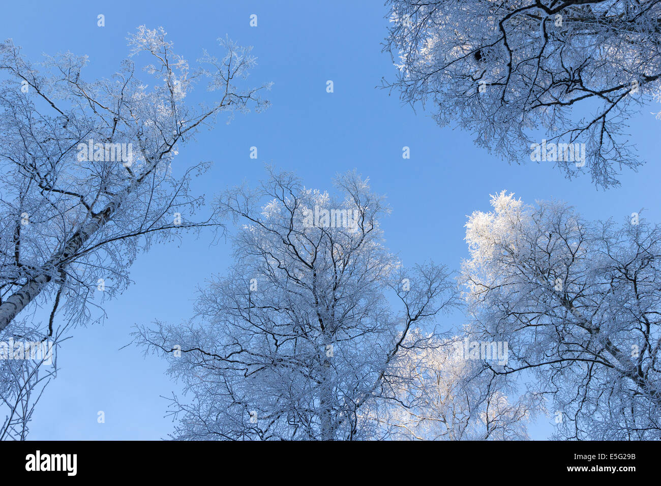 Frostigen Bäume von unten betrachtet eine helle & klaren Tag Stockfoto