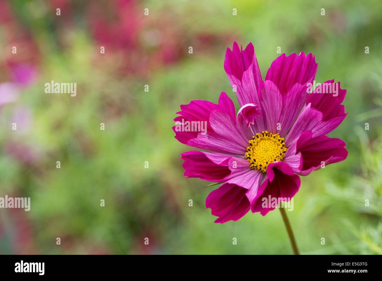 Cosmos Bipinnatus "Muscheln" Blume. Stockfoto