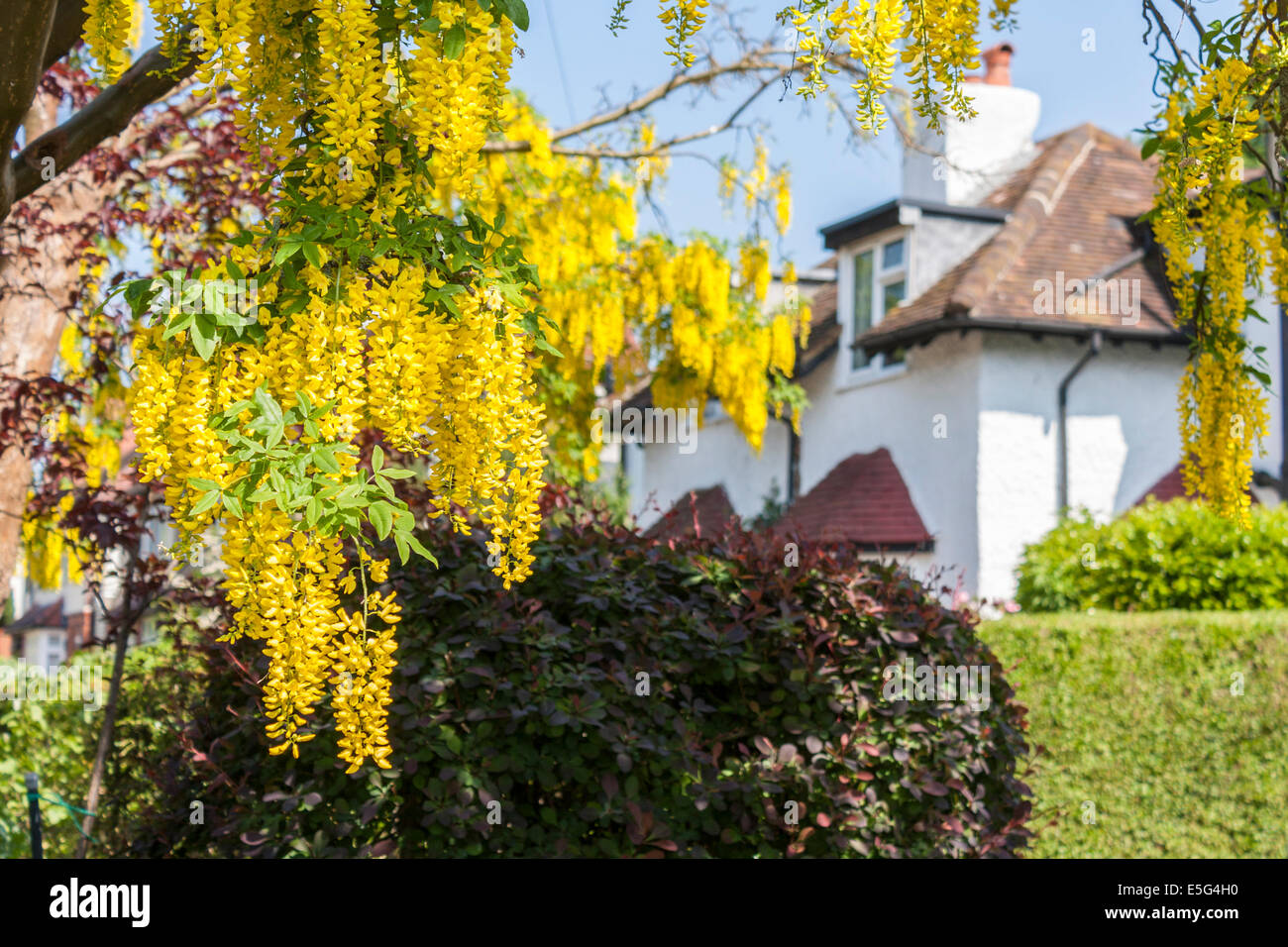 Gemeinsamen Goldregen, Laburnum Anagyroides, in einem Vorort Vorgarten. Reading, Berkshire, England, GB, UK. Stockfoto