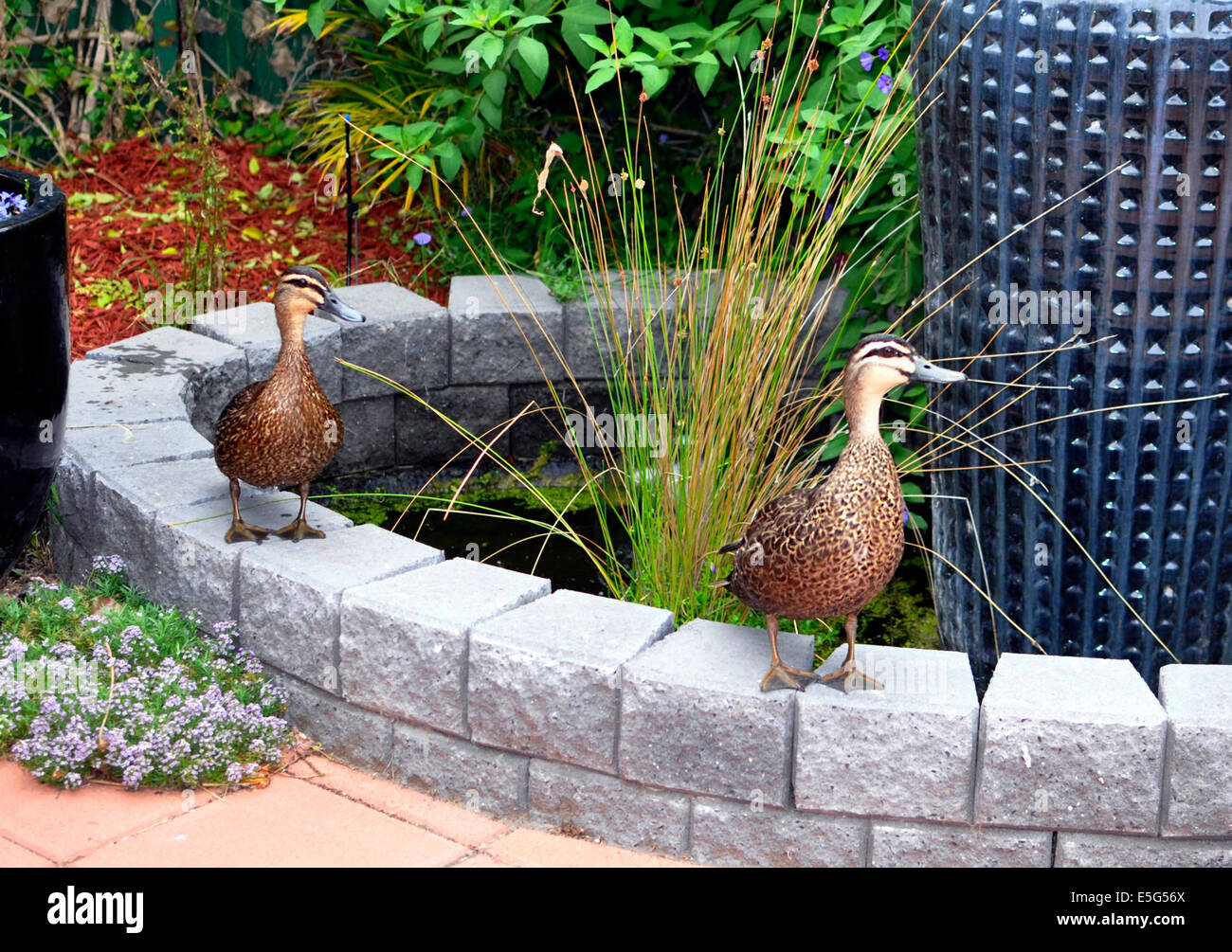 & Weiblich männlich Australian Pacific Black Enten neben städtischen Brauchwasser Teich Garten. Stockfoto