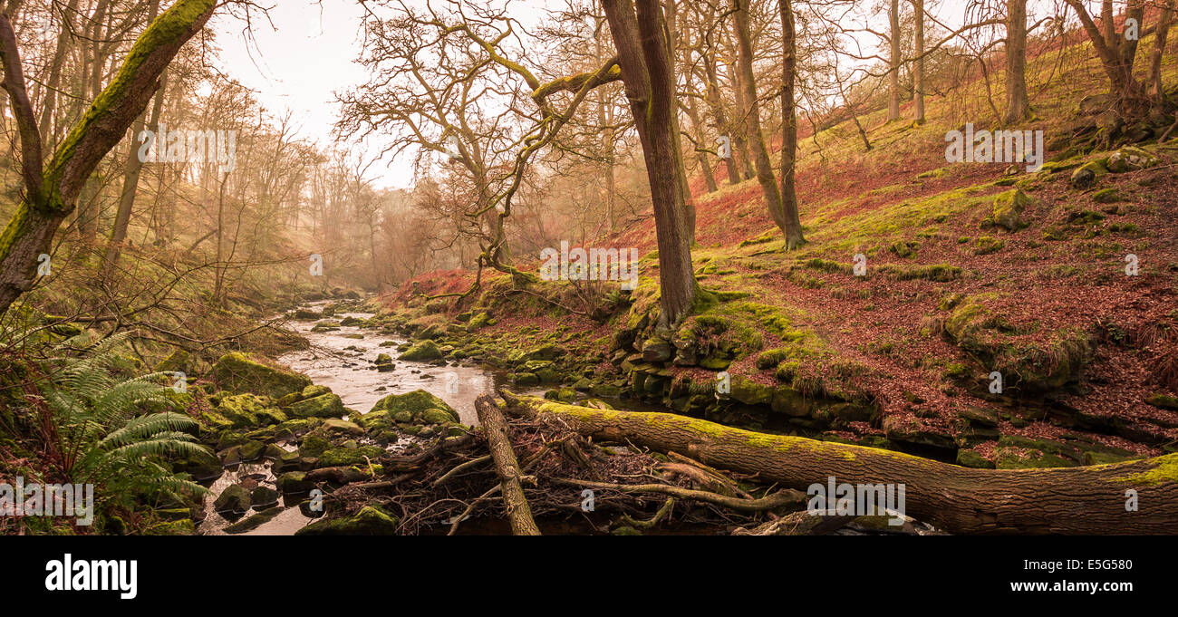 Yorkshire Moors Fluss auf dem Weg zum fallenden Foss eine beliebte Wasserfall in den Mooren. Stockfoto