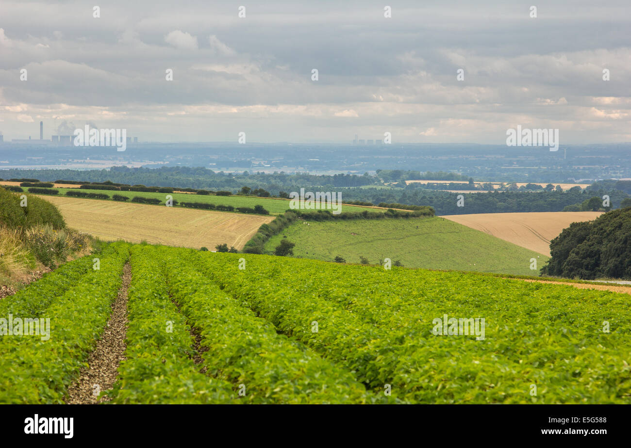 Rollende Felder den Blick auf die östlich der Grafschaft Yorkshire Wolds. Stockfoto