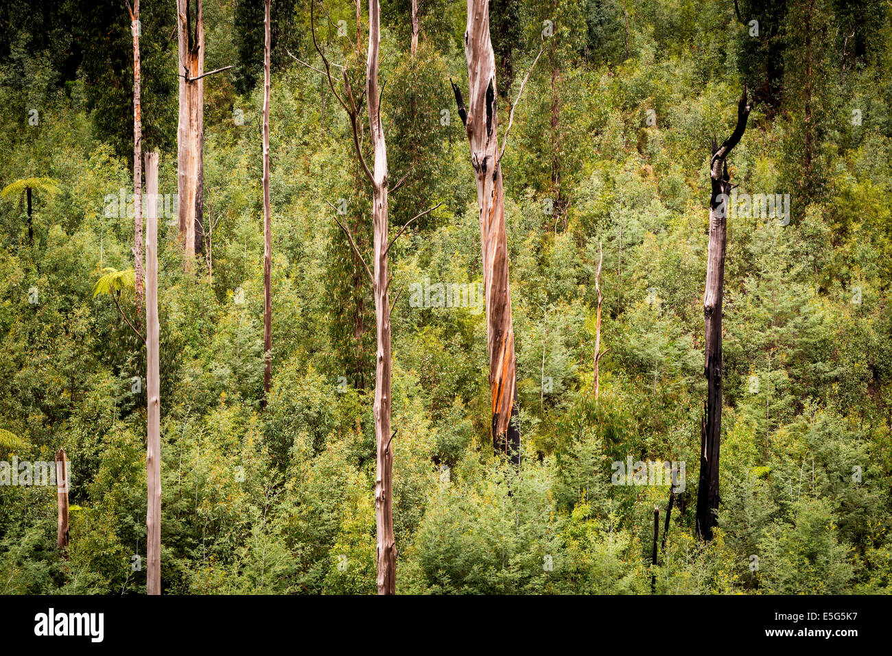 Australische Wald malerisch mit Farnen, Asche und Eukalyptusbäumen in der Nähe von Marysville, Victoria Stockfoto