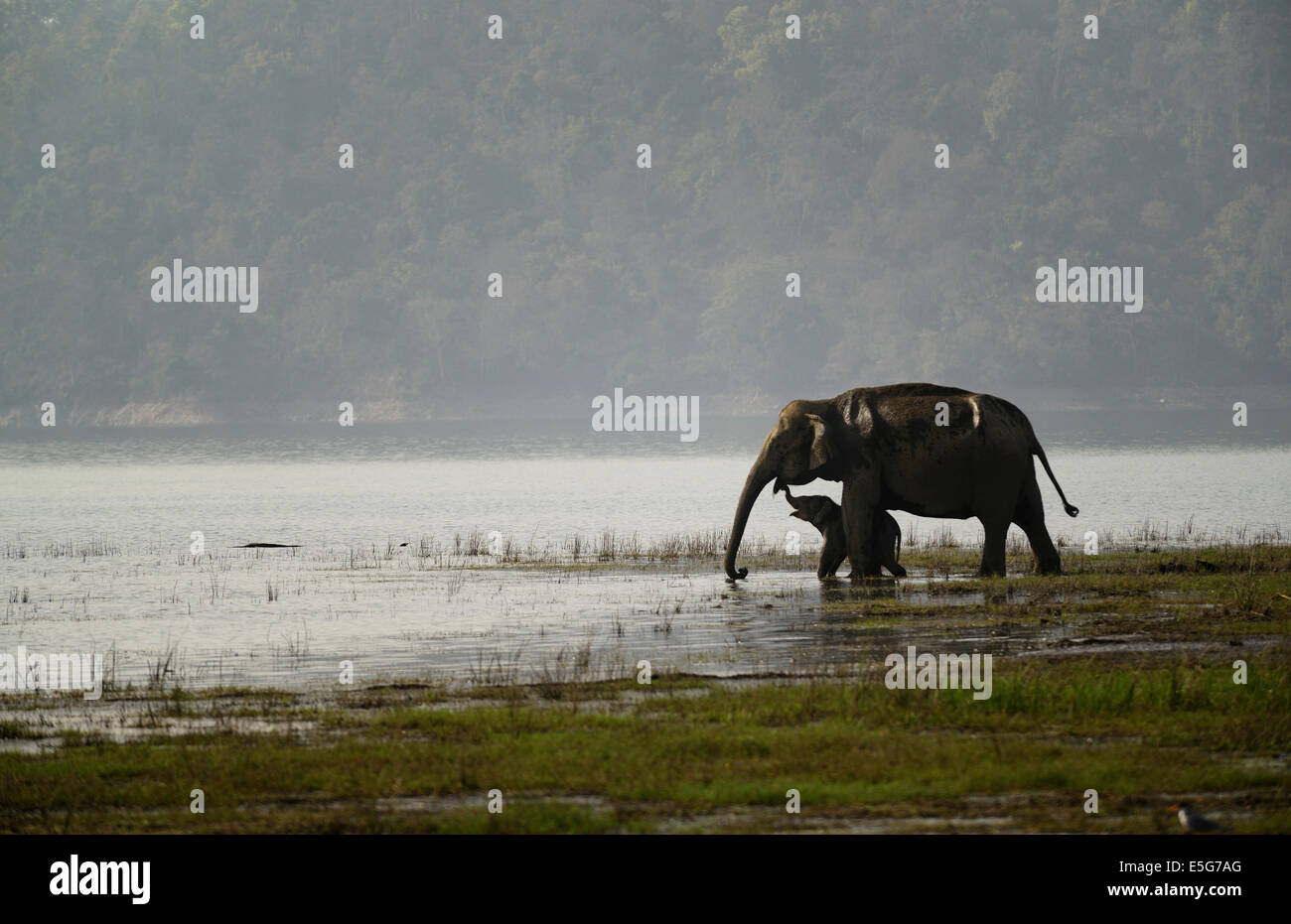 Elefanten im Wasser Stockfoto
