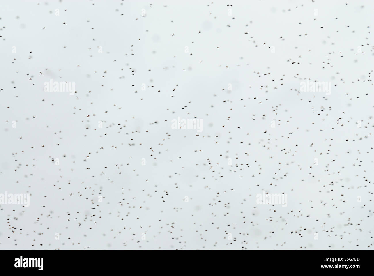 Bienen im Flug Stockfoto