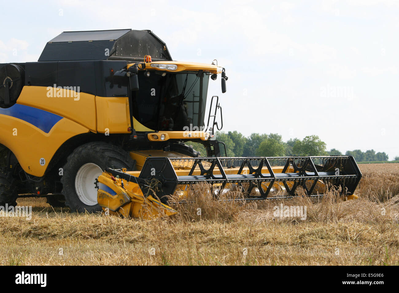 Maehdrescher Drescher Dreschen Weizen Roggen Landwirtschaftsartikeln Feld Weizenfeld Investmentfirmen Roggenfeld Stroh Strohballen Ballen Ernte Weizen Stockfoto