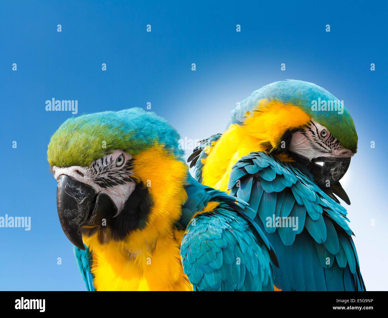 Zwei blau und Gold Aras (Ara Ararauna) gegen einen blauen Hintergrund, einen Blick in die Zukunft und die Gefiederpflege Flügelfedern Stockfoto