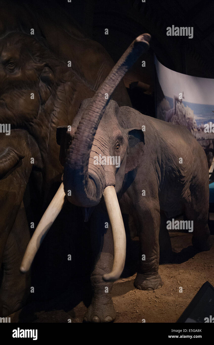 Zwergmammut -Fotos und -Bildmaterial in hoher Auflösung – Alamy