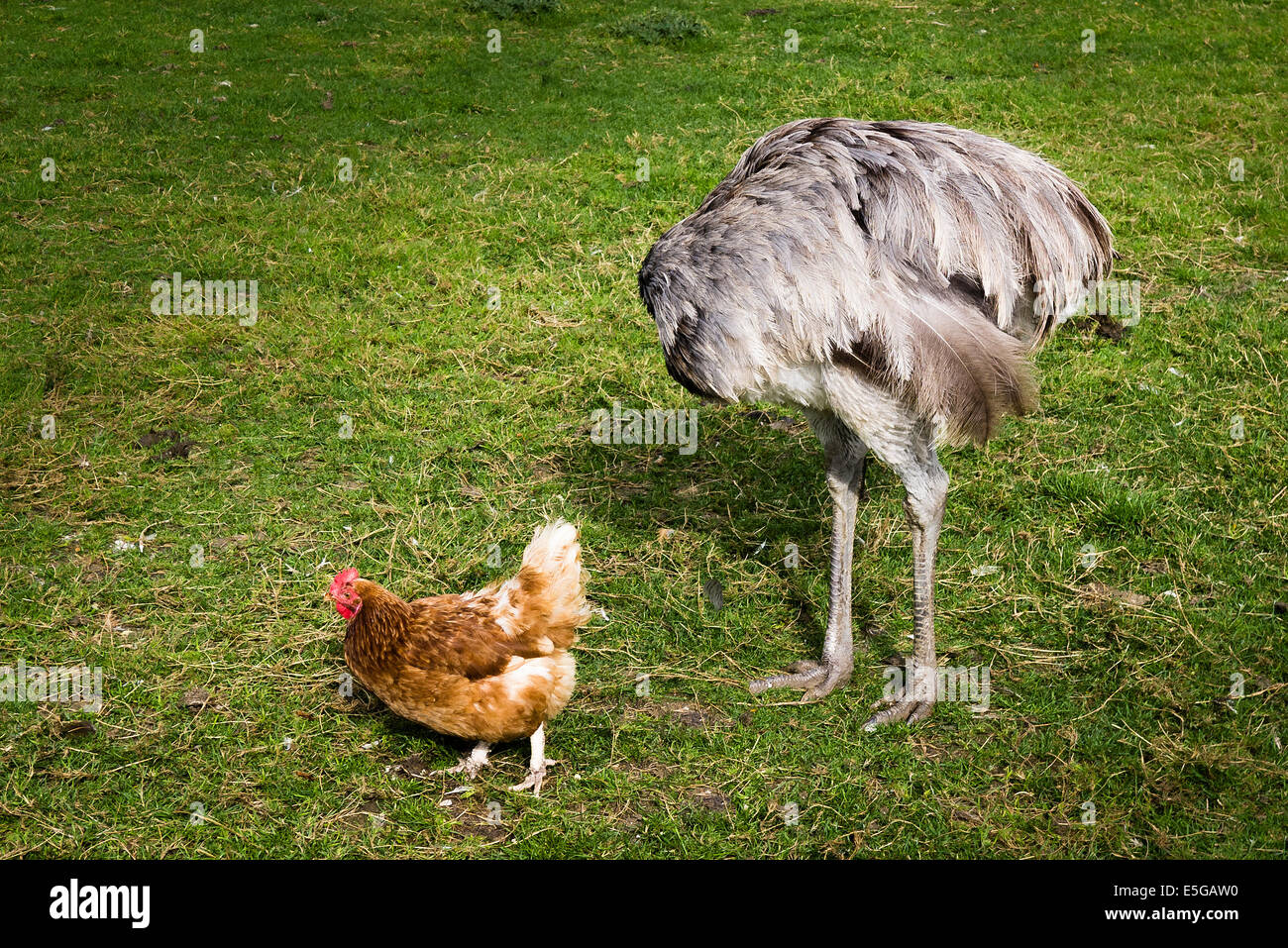 Huhn führt ein scheinbar Headliss Rhea über ein Feld im Königreich Stockfoto