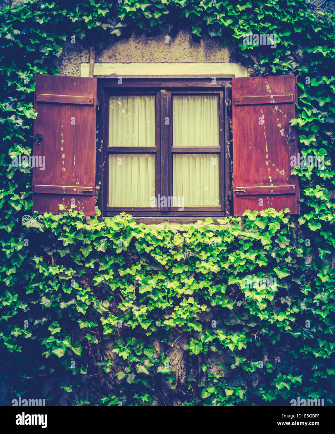 Haus im Efeu bedeckt Stockfoto