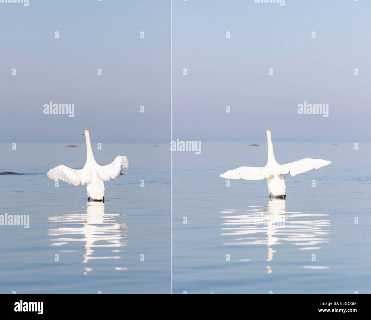 Weisser Schwan Flügel breit öffnen steht im Meer Stockfoto