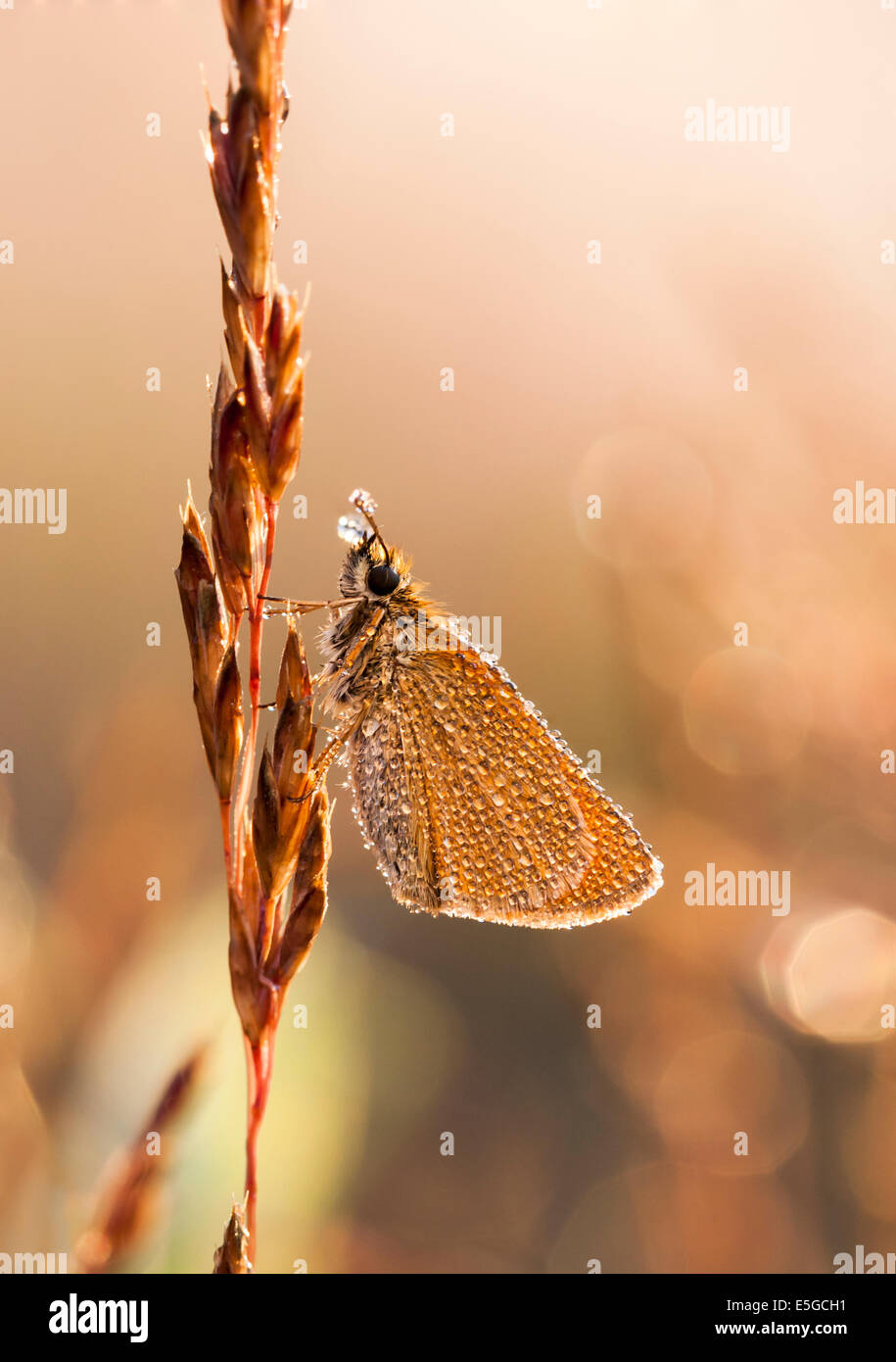 Kleine orangener oder Brauner Schmetterling bedeckt mit wenig Wasser-Blase oder Tropfen. Stockfoto