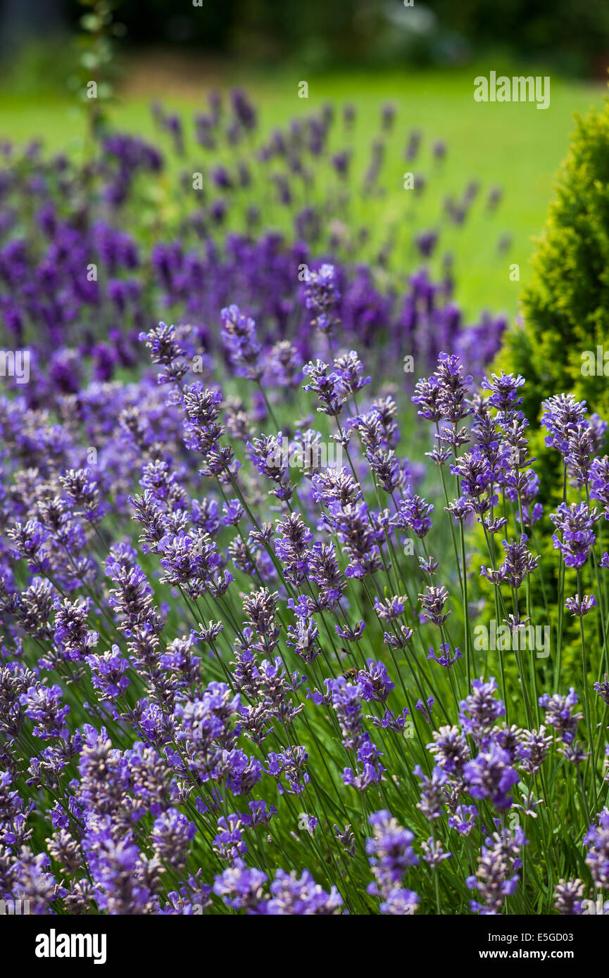 Bett aus Lavendel Hidcote lila Stockfoto