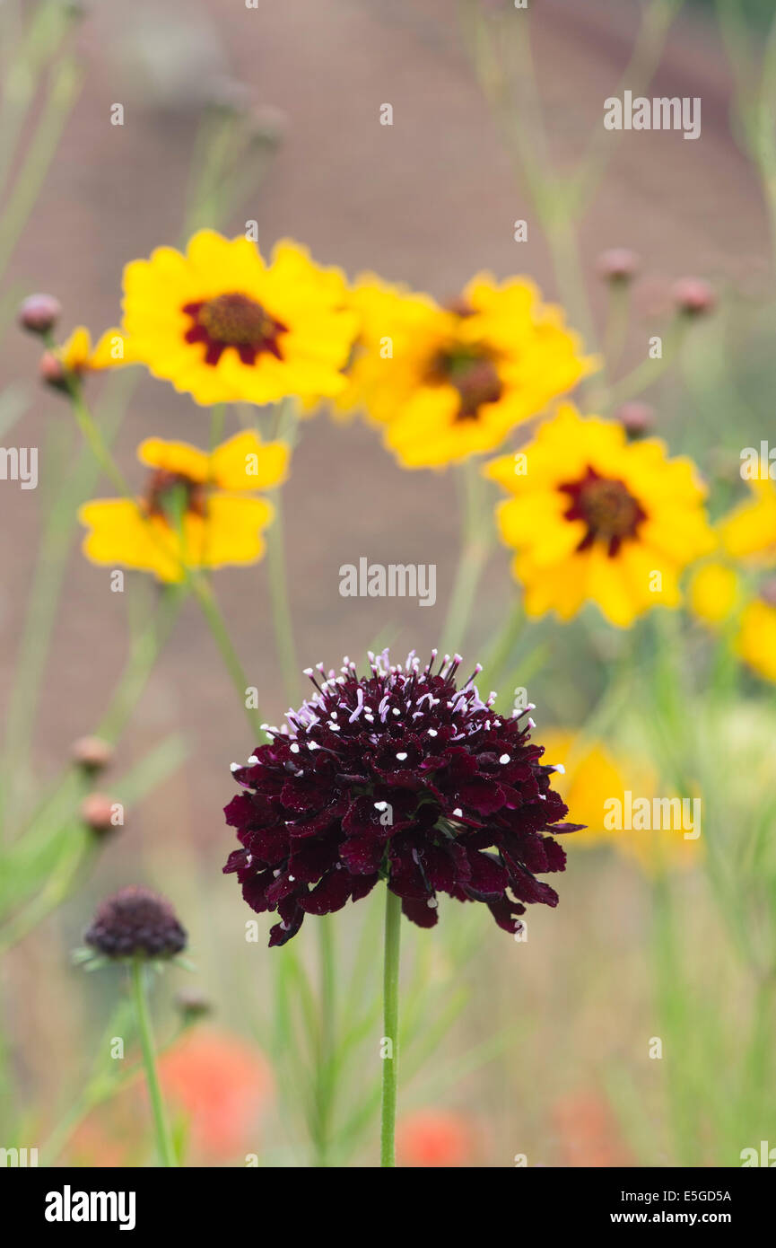 Scabiosa Atropurpurea "Sommerbeeren". Nadelkissen Blume. Süße Witwenblume "Sommerbeeren" Stockfoto
