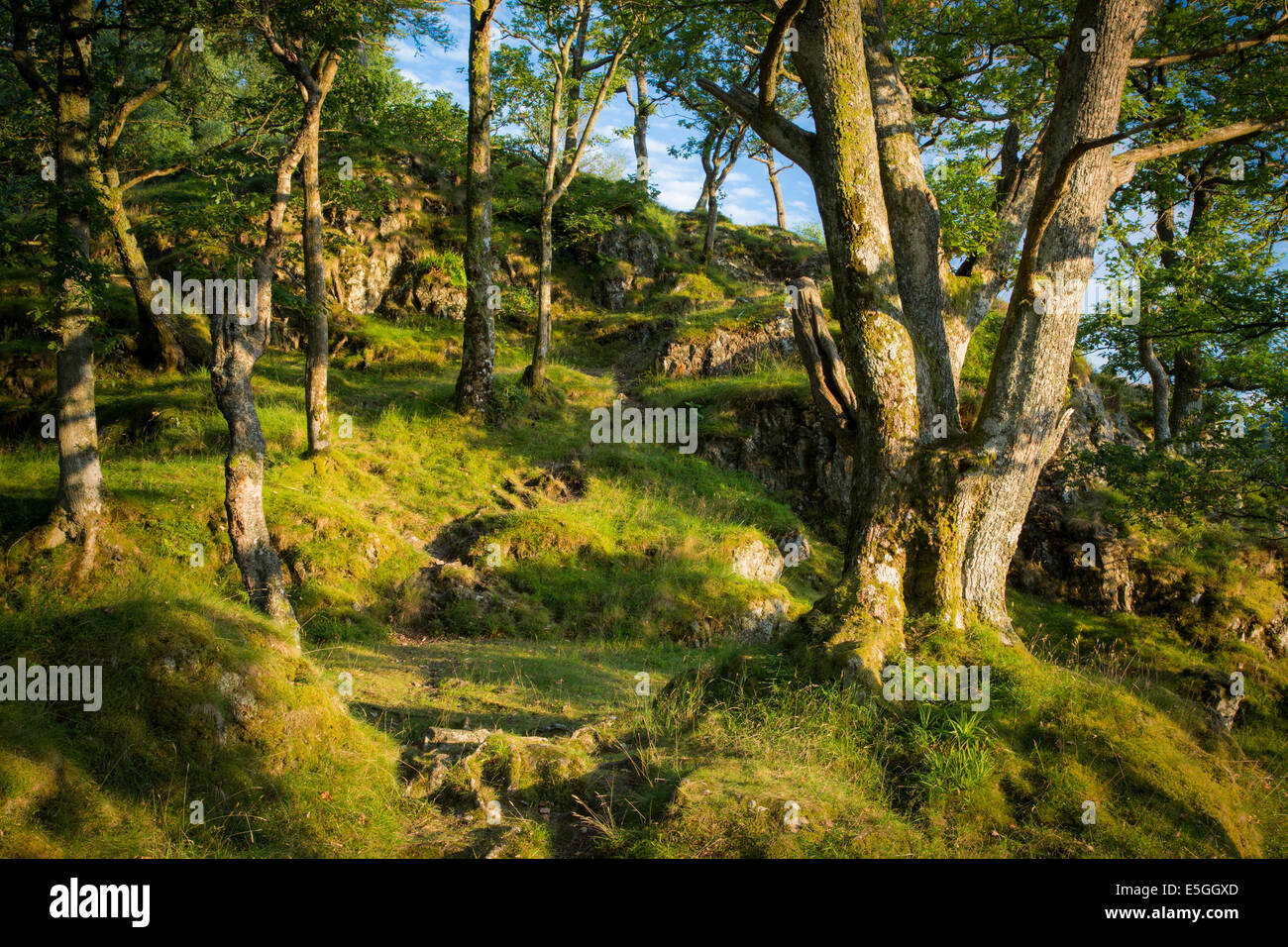 Festlegen von Sonnenlicht auf die Bäume und Hügel über Derwentwater, Lake District, Cumbria, England Stockfoto