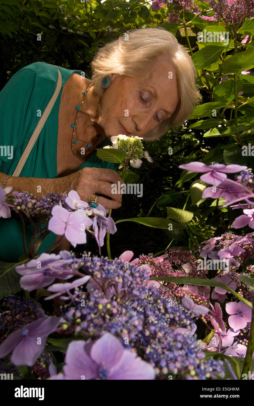 Ältere Dame riechen eine Hortensie Blume, East Worldham, Hampshire, UK. Stockfoto