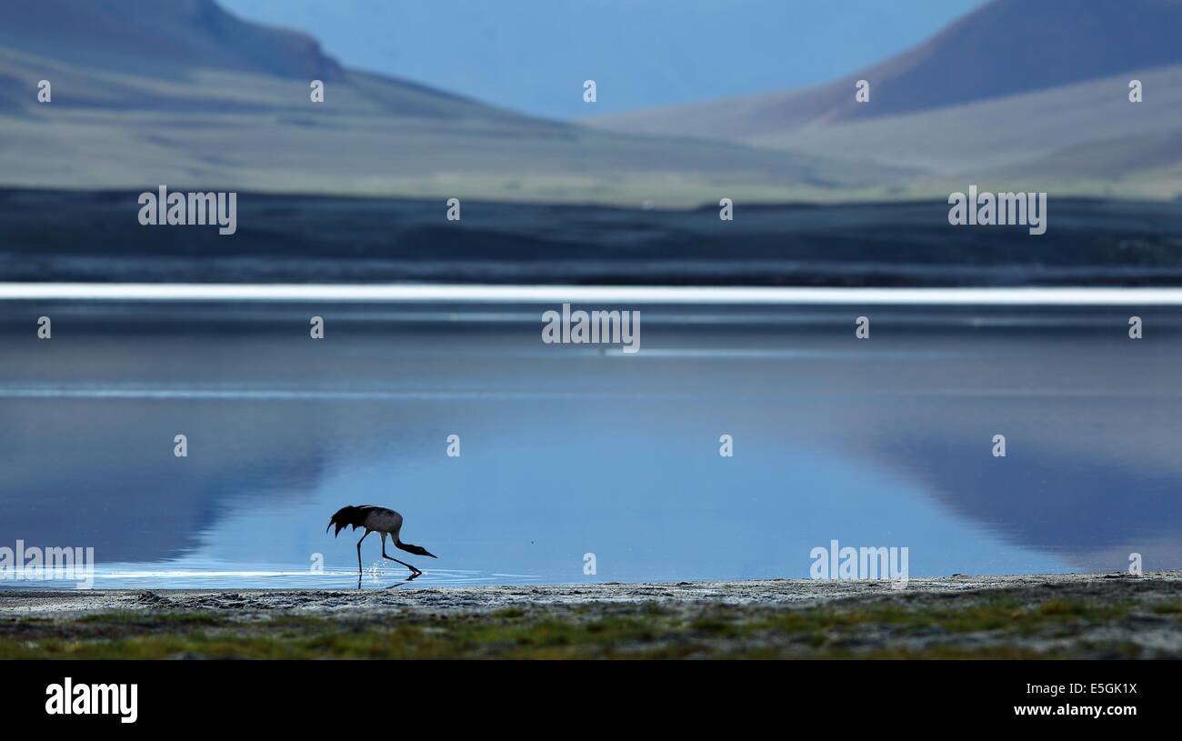 Schwarzhals-Kran in Tso Kar See von Ladakh, Indien Stockfoto