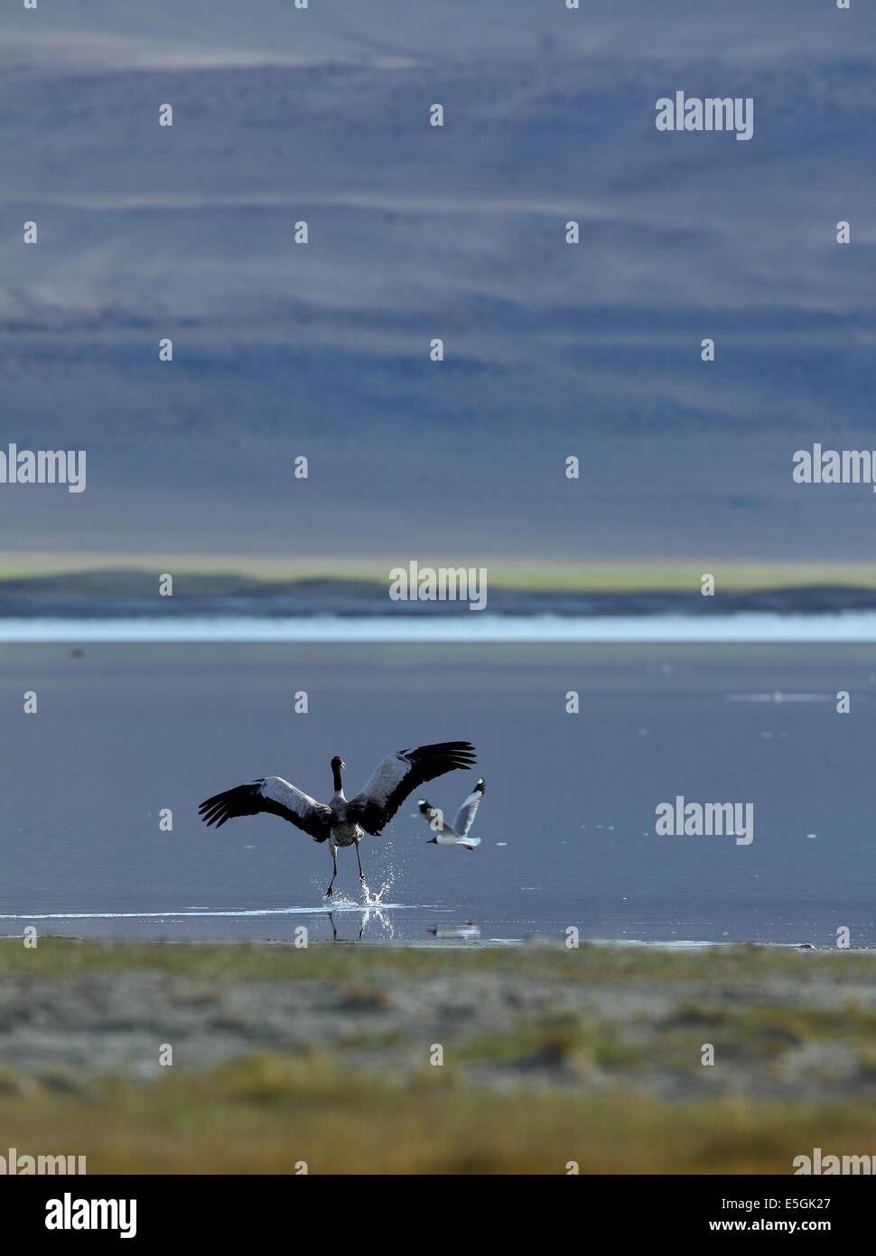 Schwarzhals-Kran in Tso Kar See von Ladakh, Indien Stockfoto