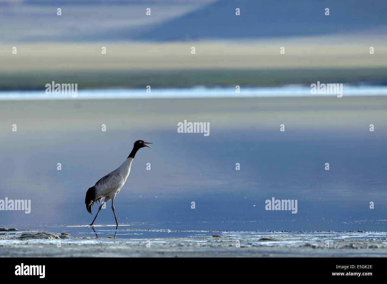 Schwarzhals-Kran in Tso Kar See von Ladakh, Indien Stockfoto