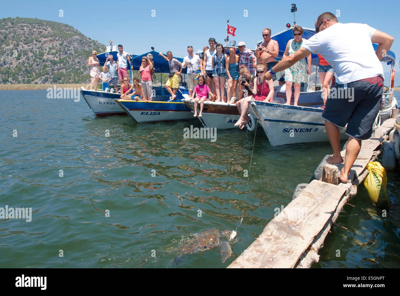 Mit dem Blue crab Mavi Yengeç zu den Linien, die Meeresschildkröten in Richtung der Boote der Besucher angelockt werden, Iztuzu Bach, Türkei Stockfoto