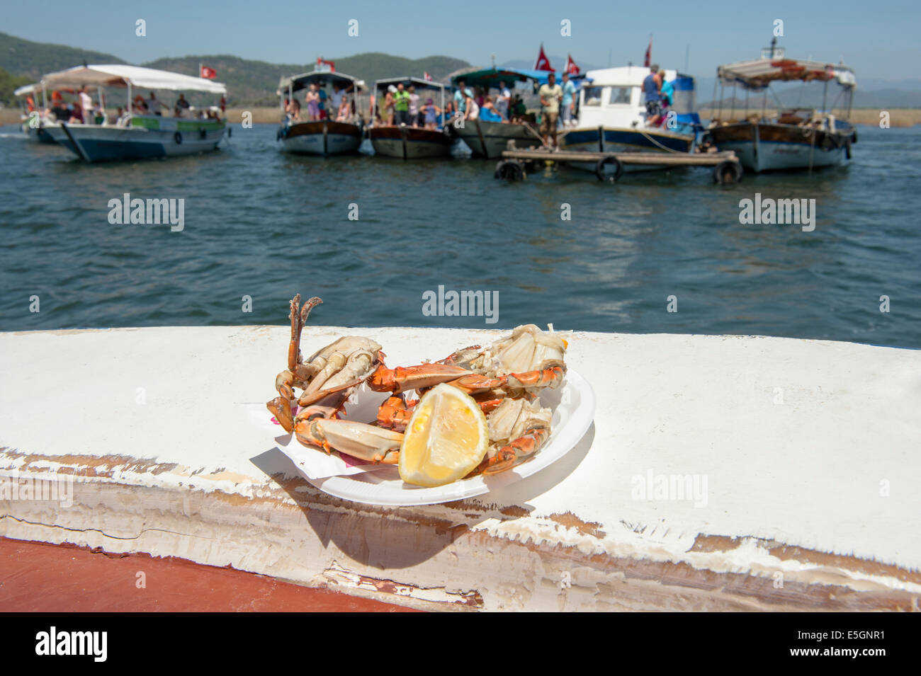 Blaue Krabbe oder Mavi Yengeç ist nicht nur ein Lieblingsessen der Meeresschildkröte am Iztuzu Strand, sondern auch von den Touristen in Dalyan. Stockfoto