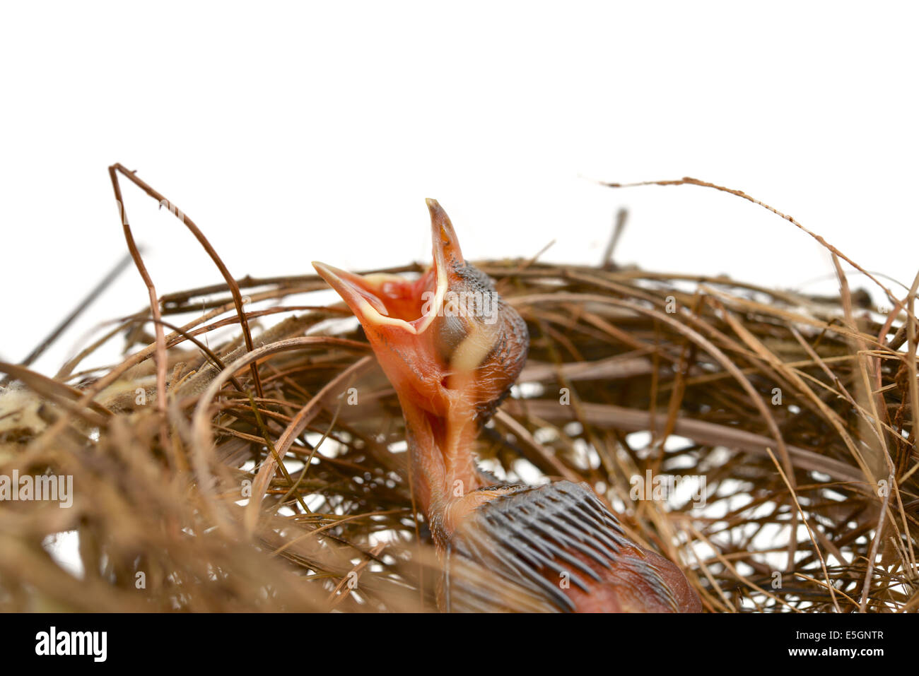 Baby-Vogel in einem nest Stockfoto