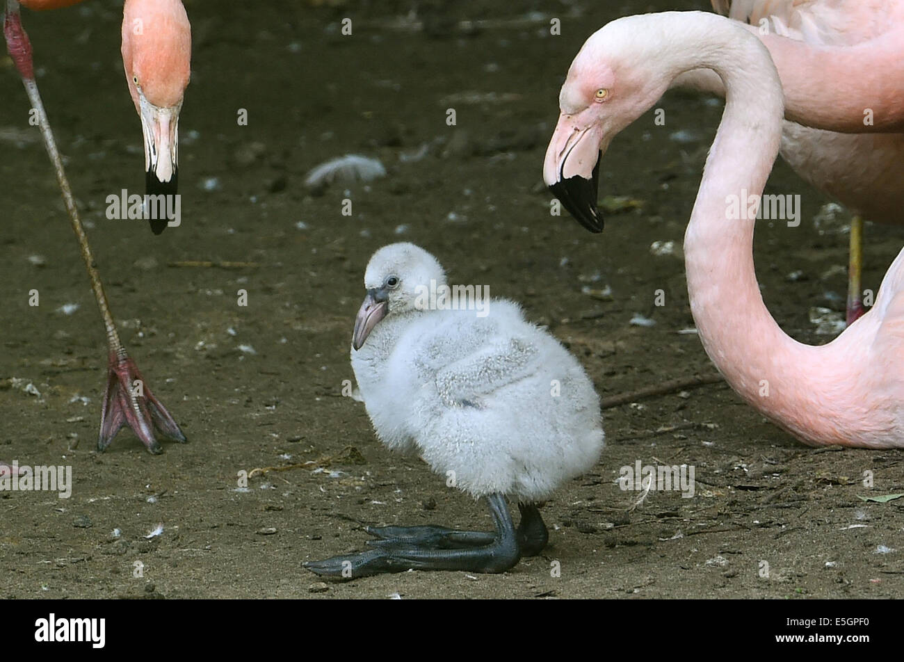 Hannover, Deutschland. 31. Juli 2014. Ein Junge Rosa Flamingo sitzt zwischen seinen Eltern an der Erlebnis-Zoo Hannover, 31. Juli 2014. Vier Flamingos wurden in den letzten Tagen geboren. Insgesamt sind 20 Flamingo Paare im Bambus am Sambesi-Ufer nisten. Foto: HOLGER HOLLEMANN/Dpa/Alamy Live News Stockfoto