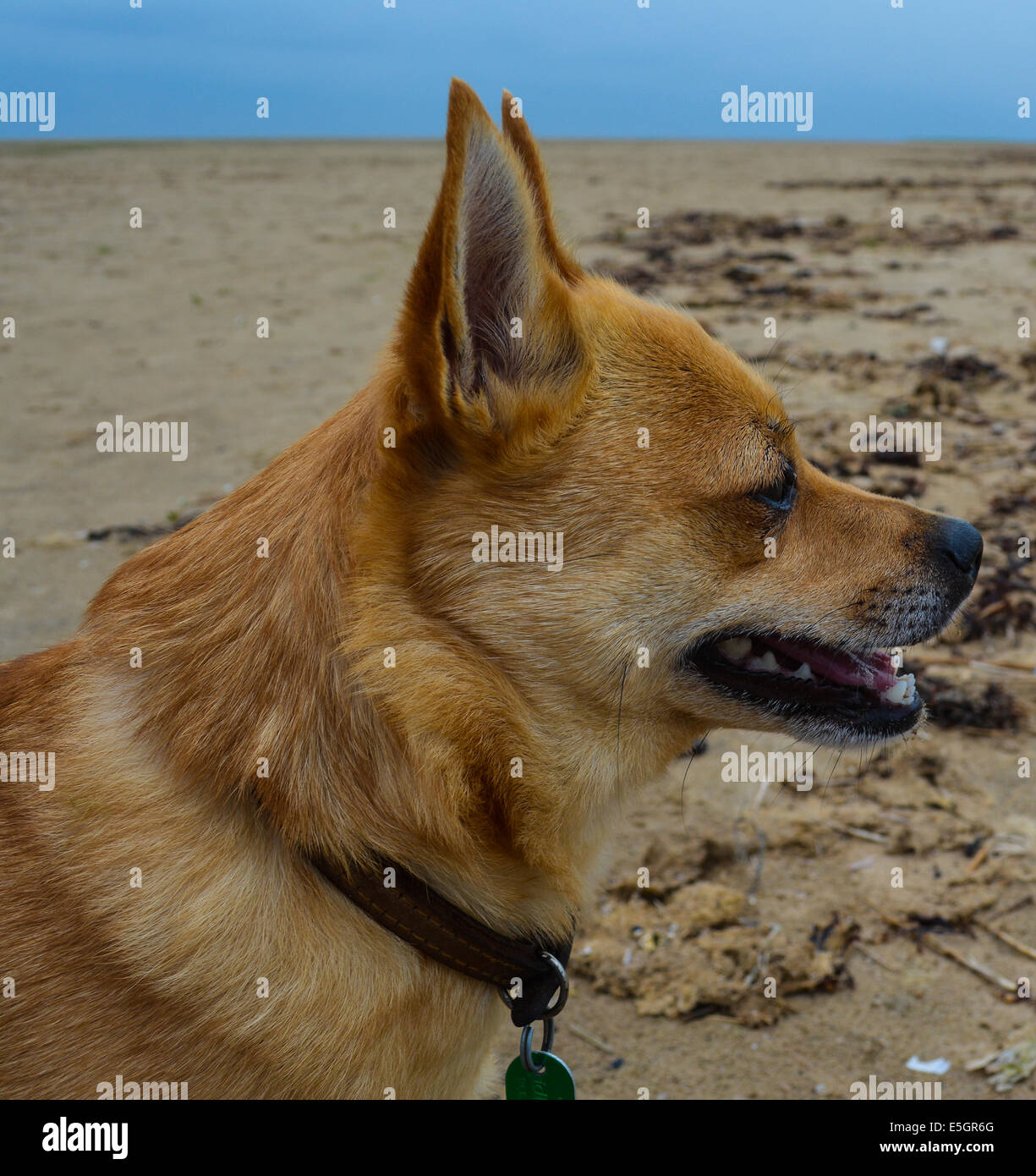 Hund am Strand, Schuss in den Kopf, Seitenansicht Stockfoto