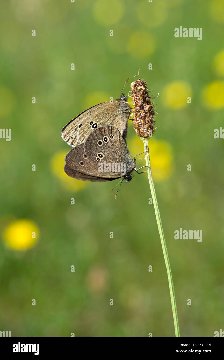 Ringel-Schmetterling (Aphantopus Hyperantus), UK Stockfoto