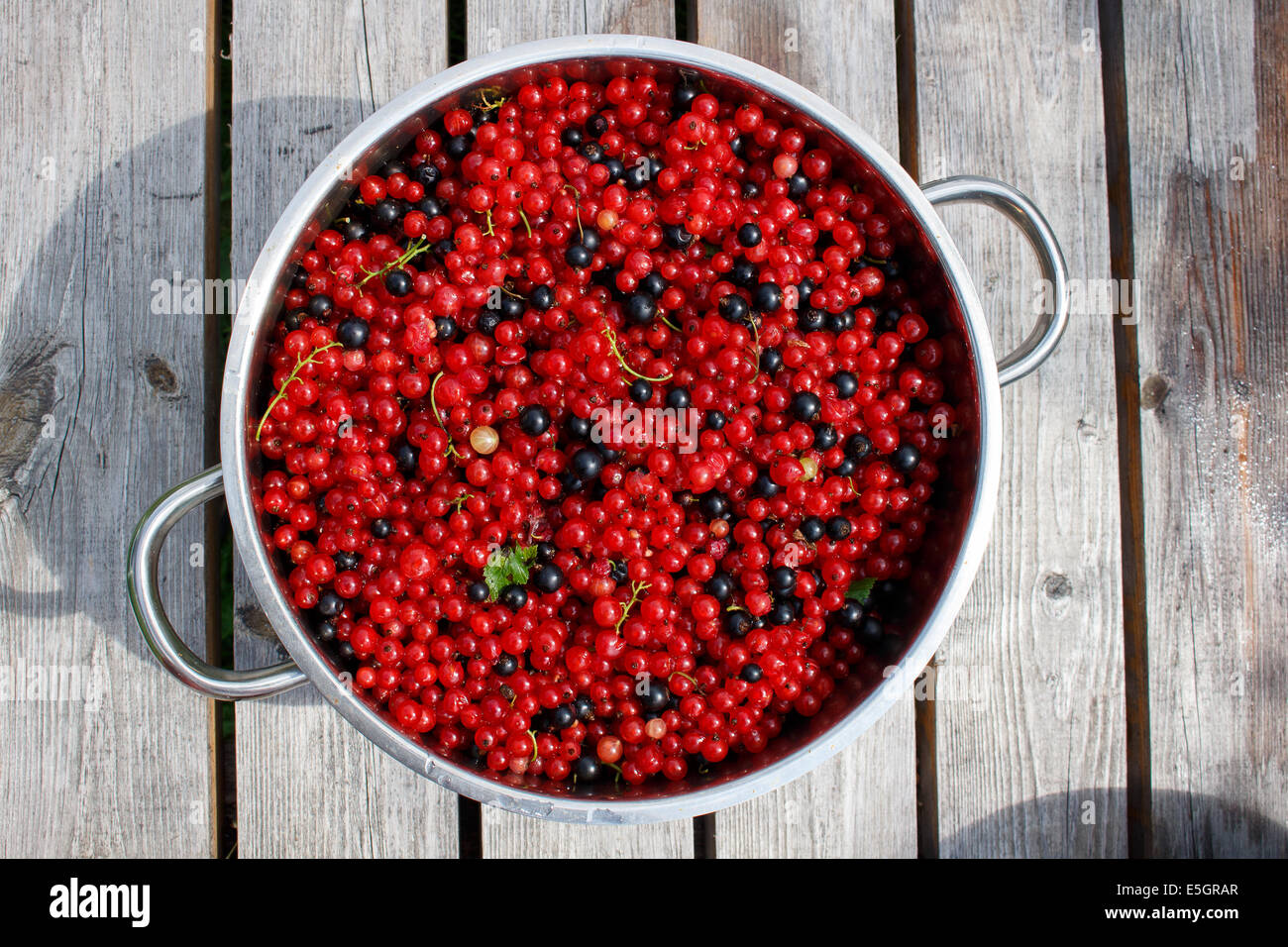 Rote und schwarze Johannisbeere in Topf bereit zum Kochen von Marmelade Stockfoto