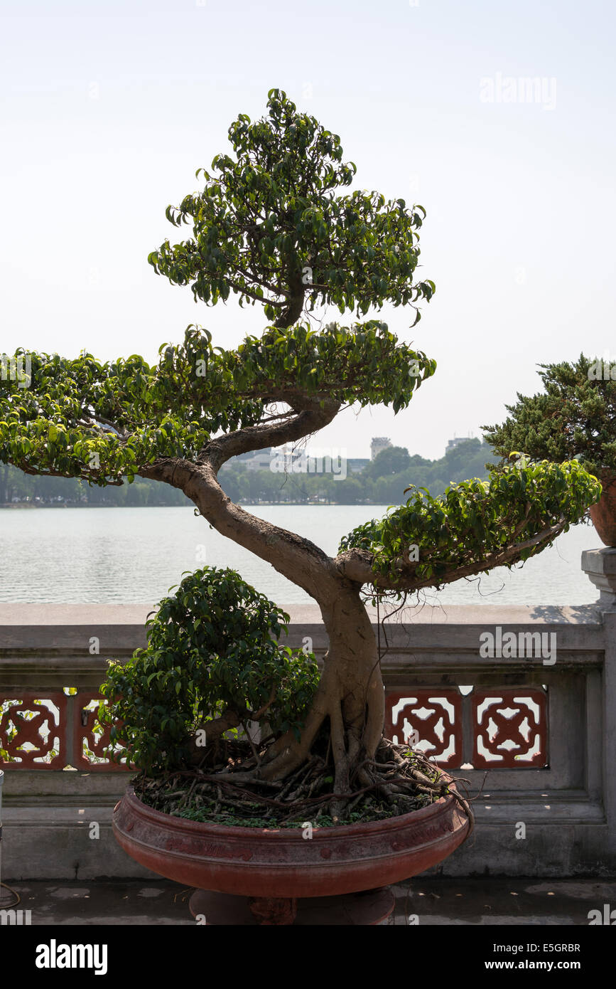 Bonsai bei Ngoc Son Tempel, Hanoi, sozialistische Republik Vietnam. Stockfoto