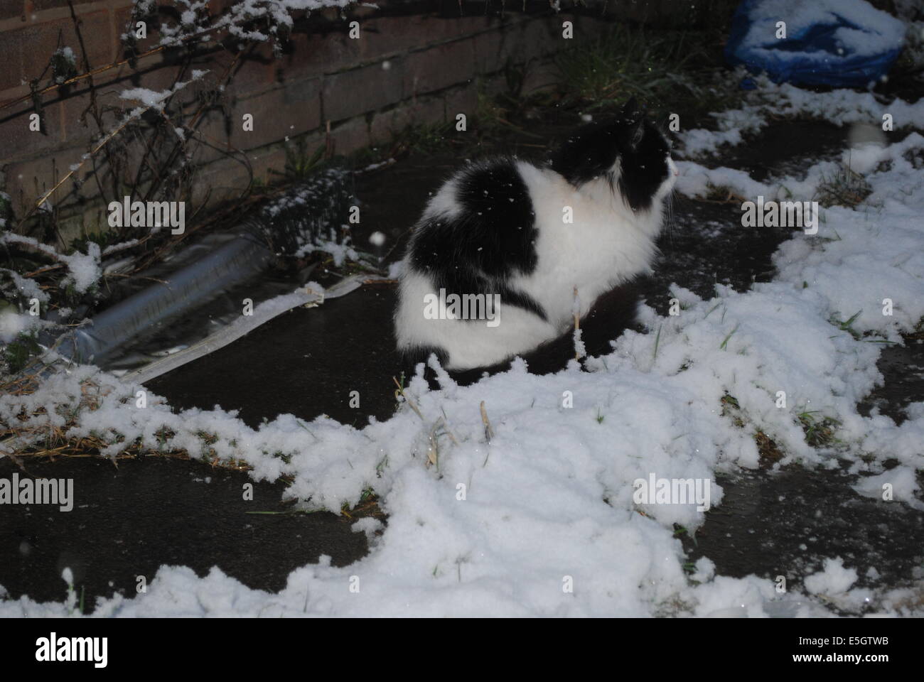 Flauschige Katze schwarz / weiß Stockfoto