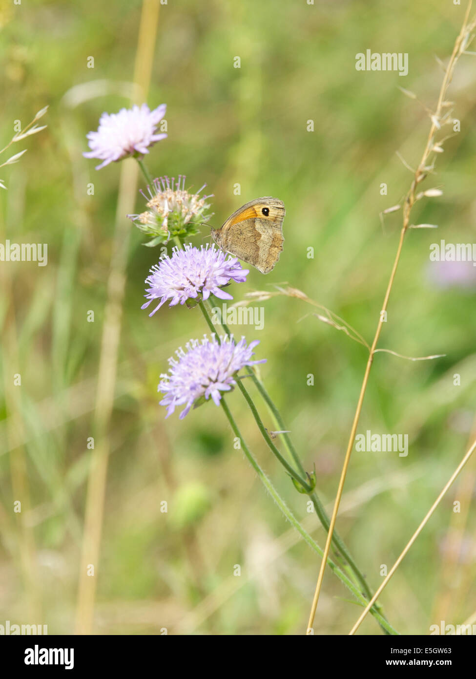 North Downs in Reigate Hill, Surrey, UK. 31. Juli 2014. Die UK Big Butterfly Count. Schmetterlinge auf den North Downs bei Hill Reigate, Surrey. Donnerstag, 31. Juli 2014. Eine Wiese braun Schmetterling "Maniola Jurtina" stützt sich auf ein Feld Witwenblume Blüte auf einer Wiese am Fuße des North Downs, Reigate, Surrey Credit: Foto von Lindsay Constable / Alamy Live News Stockfoto
