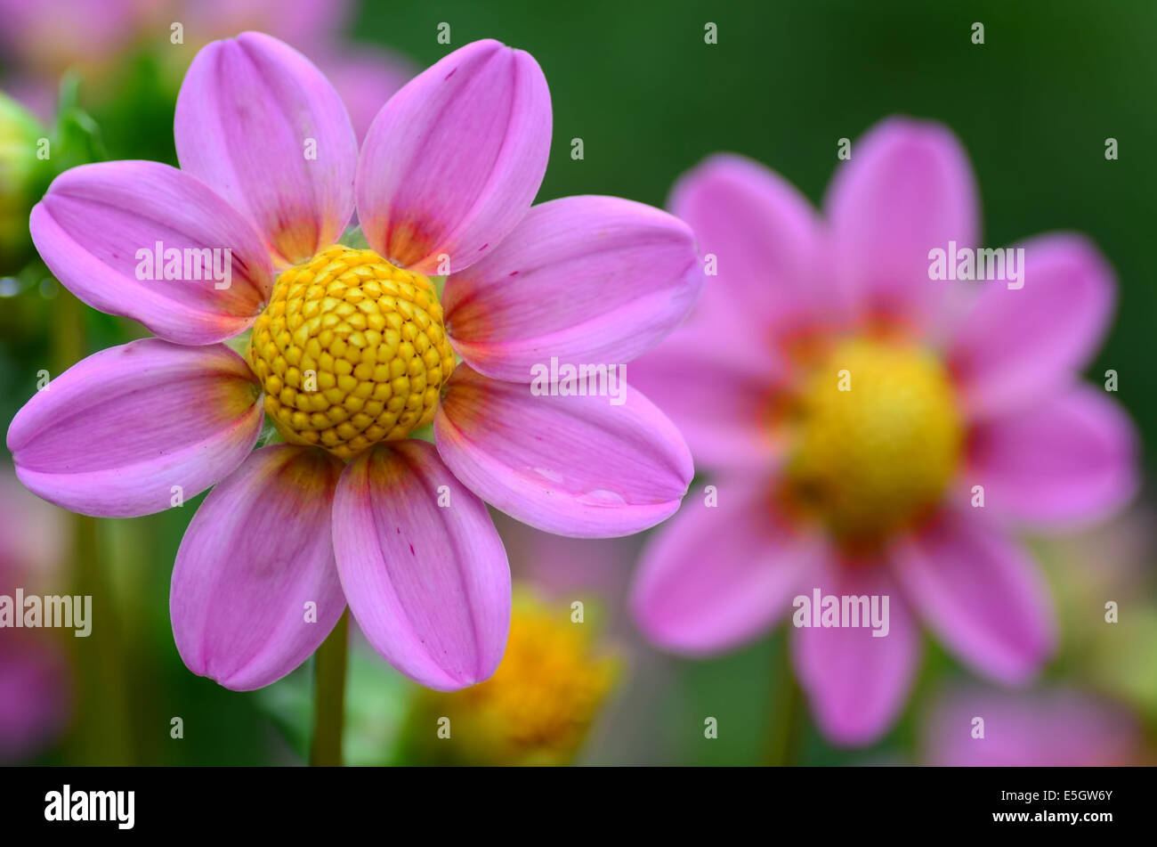 Ledige pinke Dahlie Stockfoto