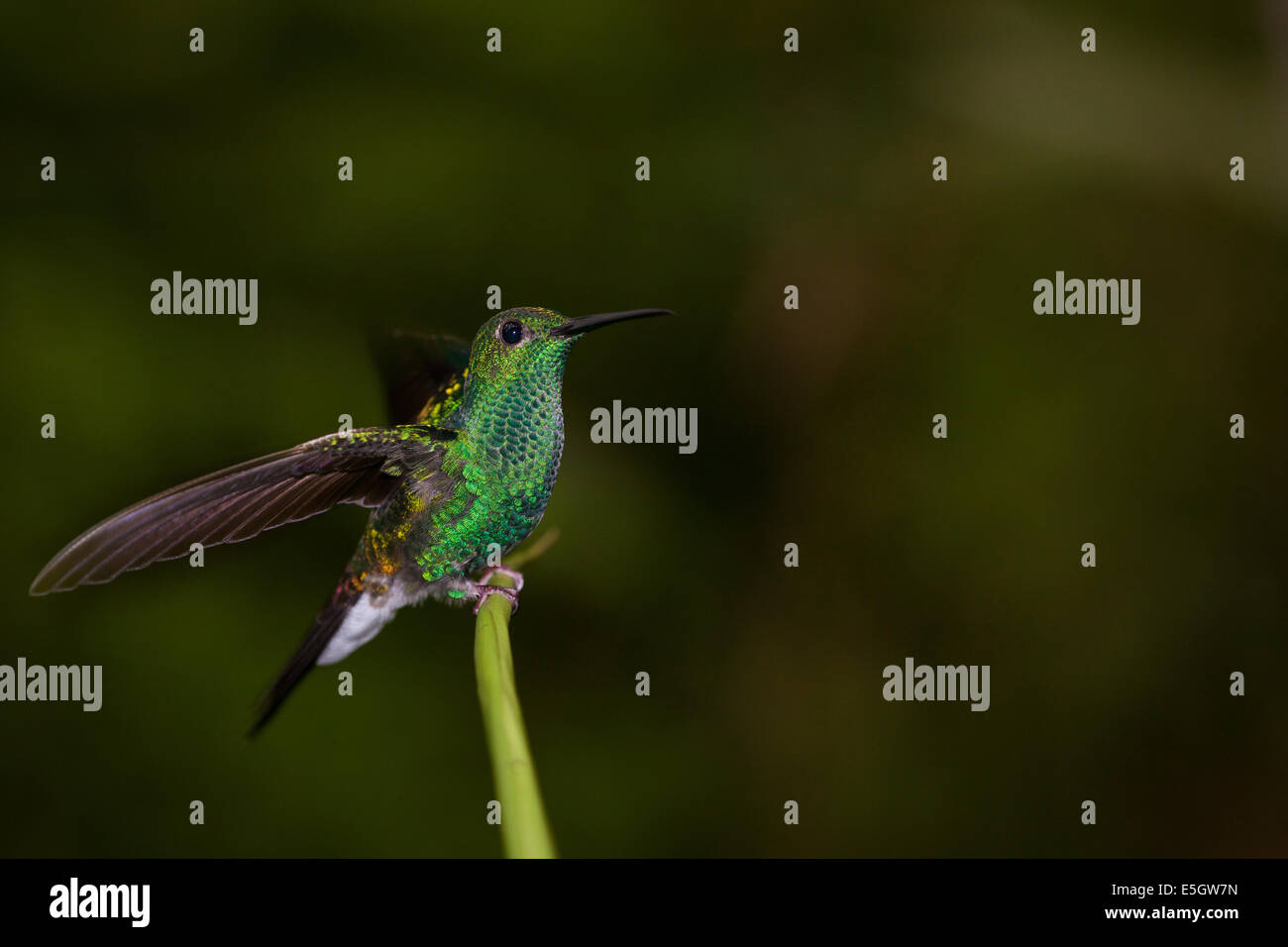 Weiße ventilierte Plumeleteer, sci.name; Chalybura Buffonii, auf einem Ast Soberania Nationalpark, Republik von Panama. Stockfoto