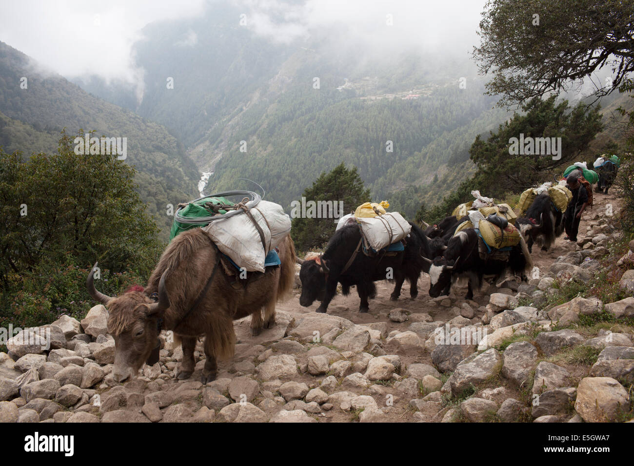 Yak(s) in der Everest-Region von Nepal Stockfoto