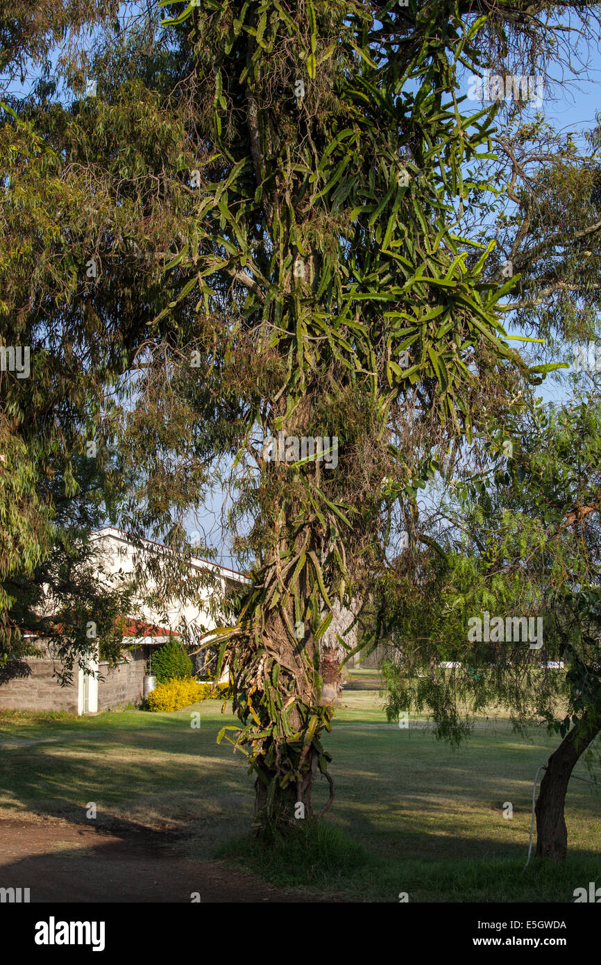Kaktus wchst auf einem Baum in Nakuru, Kenia Stockfotografie - Alamy