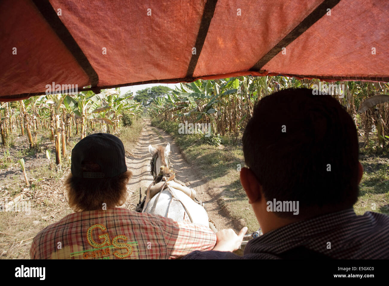 Fahrgast und Fahrer in einer Pferdekutsche durch eine Bananenplantage in Inwa, unterwegs in der Nähe von Mandalay, Myanmar (Burma) Stockfoto